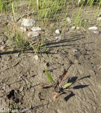 northern water-plantain (<em>Alisma triviale</em>)