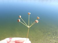 northern water-plantain (<em>Alisma triviale</em>)