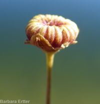 northern water-plantain (<em>Alisma triviale</em>)