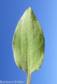 northern water-plantain (<em>Alisma triviale</em>)