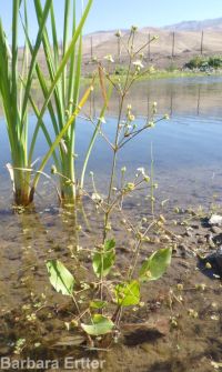 northern water-plantain (<em>Alisma triviale</em>)