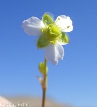 northern water-plantain (<em>Alisma triviale</em>)