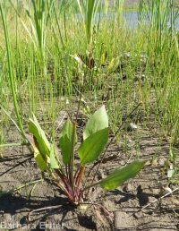 northern water-plantain (<em>Alisma triviale</em>)