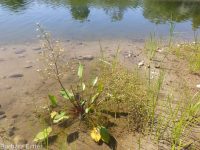 northern water-plantain (<em>Alisma triviale</em>)