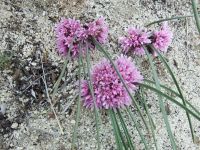 Aase's onion (<em>Allium aaseae</em>)