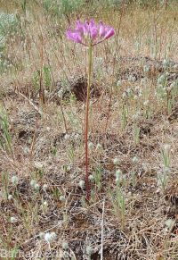 tapertip onion (<em>Allium acuminatum</em>)