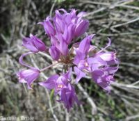 tapertip onion (<em>Allium acuminatum</em>)