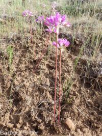tapertip onion (<em>Allium acuminatum</em>)