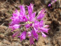 tapertip onion (<em>Allium acuminatum</em>)