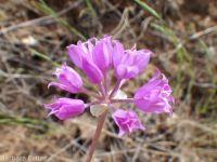 tapertip onion (<em>Allium acuminatum</em>)