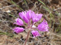 tapertip onion (<em>Allium acuminatum</em>)