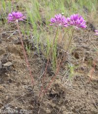 tapertip onion (<em>Allium acuminatum</em>)