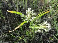 Tolmie's onion (<em>Allium tolmiei</em>)