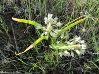 Tolmie's onion (<em>Allium tolmiei</em>)