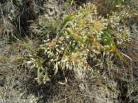 Tolmie's onion (<em>Allium tolmiei</em>)