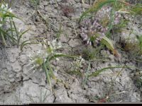 Tolmie's onion (<em>Allium tolmiei</em>)