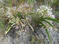 Tolmie's onion (<em>Allium tolmiei</em>)