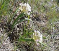 Tolmie's onion (<em>Allium tolmiei</em>)