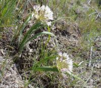 Tolmie's onion (<em>Allium tolmiei</em>)