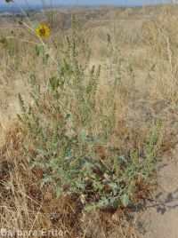 bur ragweed (<em>Ambrosia acanthicarpa</em>)