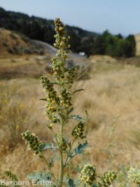 bur ragweed (<em>Ambrosia acanthicarpa</em>)