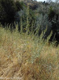 bur ragweed (<em>Ambrosia acanthicarpa</em>)