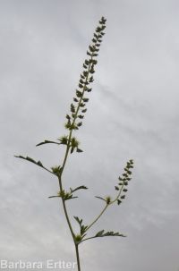 bur ragweed (<em>Ambrosia acanthicarpa</em>)