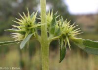 bur ragweed (<em>Ambrosia acanthicarpa</em>)