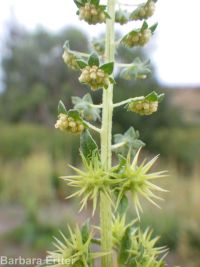 bur ragweed (<em>Ambrosia acanthicarpa</em>)