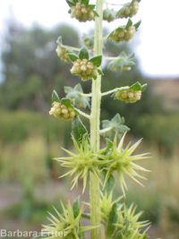 bur ragweed (<em>Ambrosia acanthicarpa</em>)