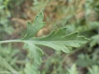 bur ragweed (<em>Ambrosia acanthicarpa</em>)