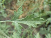 bur ragweed (<em>Ambrosia acanthicarpa</em>)