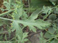 bur ragweed (<em>Ambrosia acanthicarpa</em>)