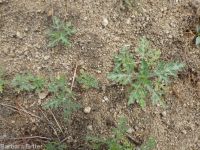 bur ragweed (<em>Ambrosia acanthicarpa</em>)
