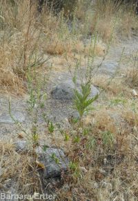 annual ragweed, Roman wormwood (<em>Ambrosia artemisiifolia</em>)