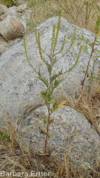 annual ragweed, Roman wormwood (<em>Ambrosia artemisiifolia</em>)