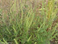 annual ragweed, Roman wormwood (<em>Ambrosia artemisiifolia</em>)