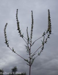 annual ragweed, Roman wormwood (<em>Ambrosia artemisiifolia</em>)