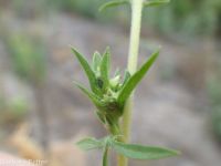 annual ragweed, Roman wormwood (<em>Ambrosia artemisiifolia</em>)