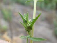 annual ragweed, Roman wormwood (<em>Ambrosia artemisiifolia</em>)