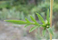 annual ragweed, Roman wormwood (<em>Ambrosia artemisiifolia</em>)