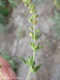 annual ragweed, Roman wormwood (<em>Ambrosia artemisiifolia</em>)