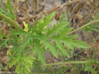 annual ragweed, Roman wormwood (<em>Ambrosia artemisiifolia</em>)
