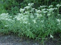 pearly everlasting (<em>Anaphalis margaritacea</em>)