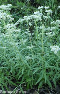 pearly everlasting (<em>Anaphalis margaritacea</em>)