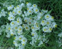 pearly everlasting (<em>Anaphalis margaritacea</em>)