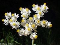 pearly everlasting (<em>Anaphalis margaritacea</em>)