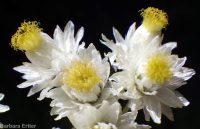 pearly everlasting (<em>Anaphalis margaritacea</em>)