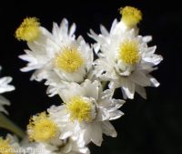 pearly everlasting (<em>Anaphalis margaritacea</em>)