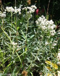 pearly everlasting (<em>Anaphalis margaritacea</em>)
